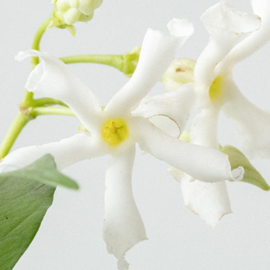 Розслаблююча свічка зі 100% соєвого воску THE LABCO. Relaxing 100% Soy Wax Candle, 280 г