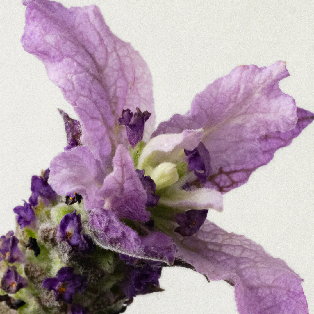 Розслаблююча свічка зі 100% соєвого воску THE LABCO. Relaxing 100% Soy Wax Candle, 280 г