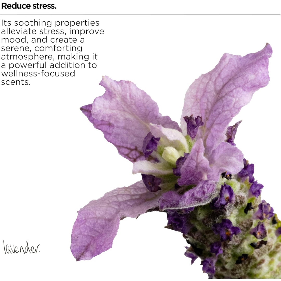 Засіб для миття посуду The Lab Co. Розслаблюючий аромат Relaxing Washing Up Liquid, 750 мл